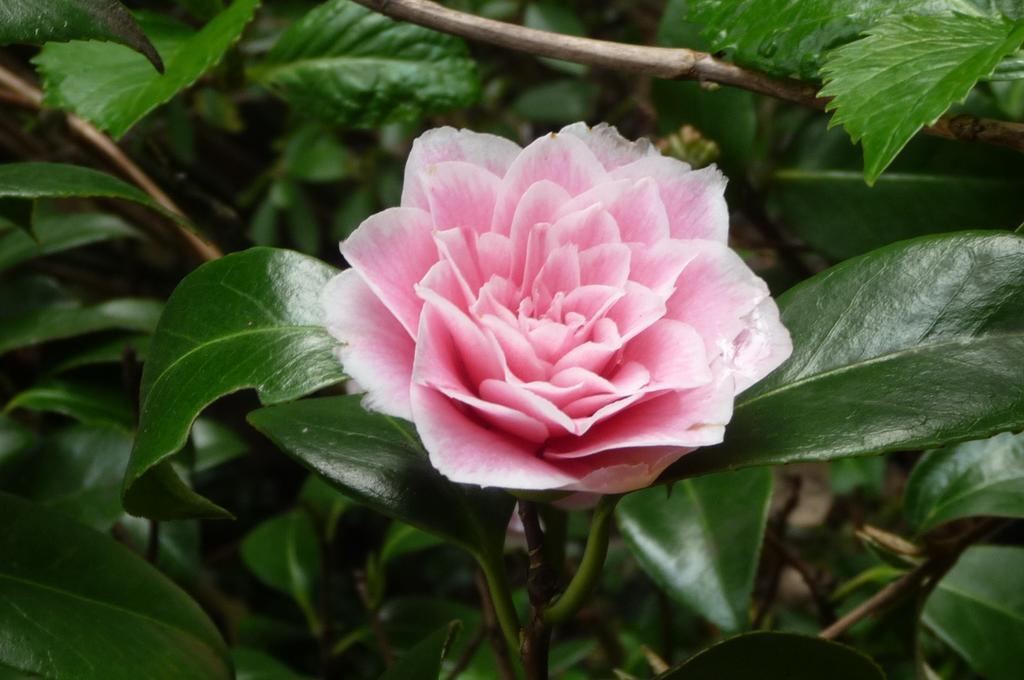 Magnolia Petal Bed and Breakfast Fernwood Buitenkant foto