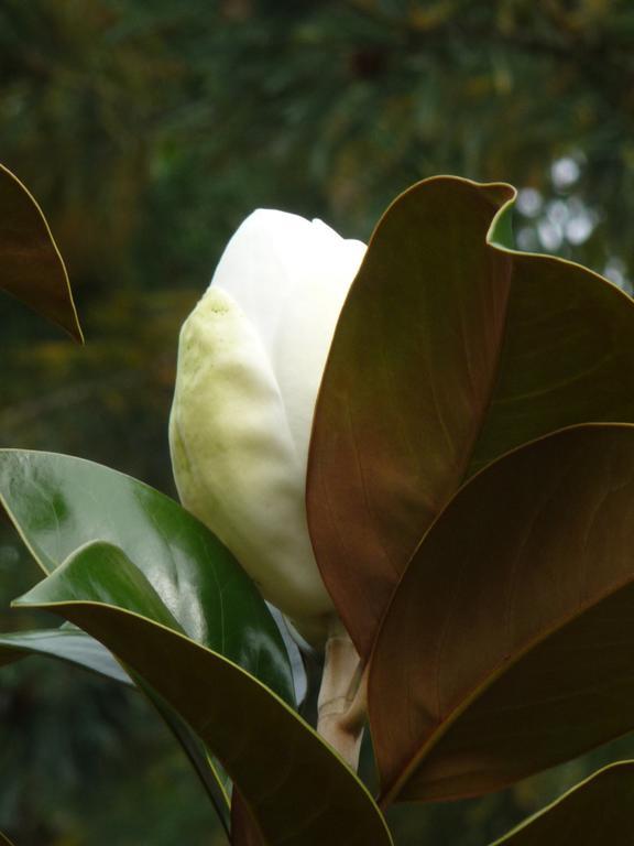 Magnolia Petal Bed and Breakfast Fernwood Buitenkant foto